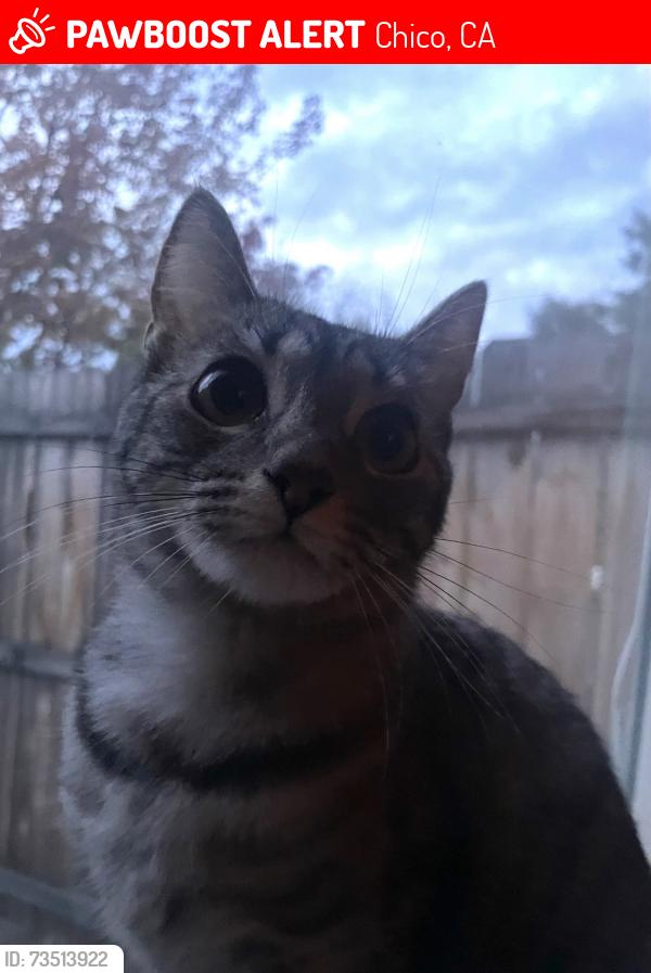 Lost Female Cat last seen Remington Drive Chico Ca, Chico, CA 95928
