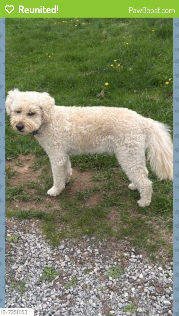 Reunited Male Dog last seen West Bells Mill Road or Hampton, Philadelphia, PA 19118