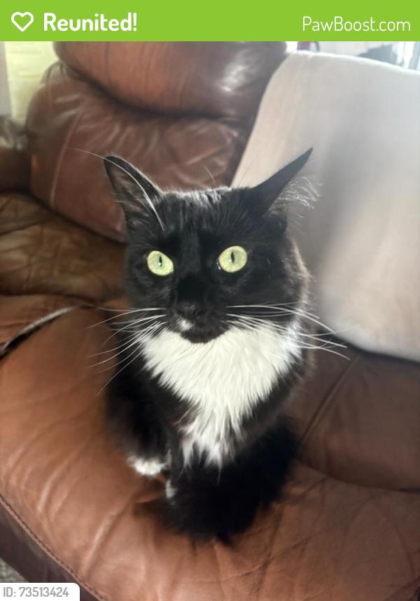 Reunited Female Cat last seen Near Sandstone St, Navarre, FL 32566, USA, Navarre, FL 32566