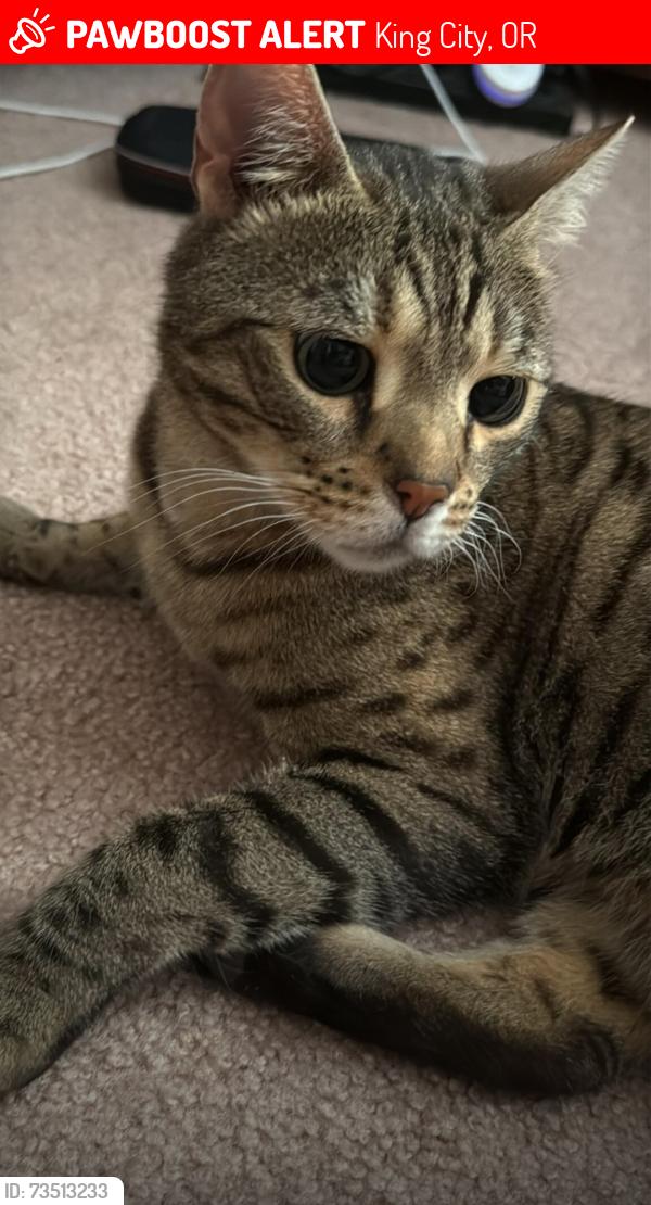 Lost Male Cat last seen SW Bedford St and SW 131st in King City, OR, King City, OR 97224