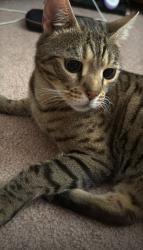 Lost Male Cat last seen SW Bedford St and SW 131st in King City, OR, King City, OR 97224