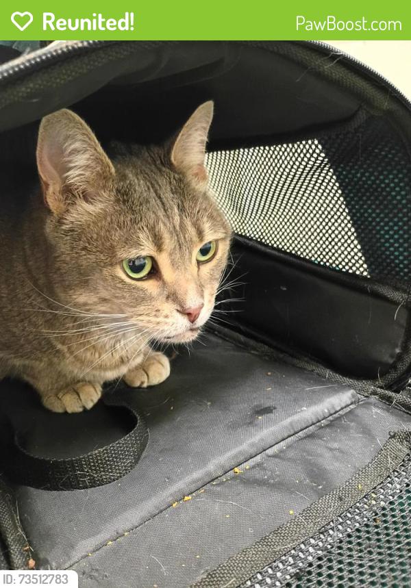 Reunited Female Cat last seen Dayton United Methodist Church, Dayton, VA 22821
