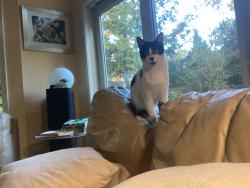 Reunited Male Cat last seen Overbrook and Kilbourne, Rochester, NY 14618