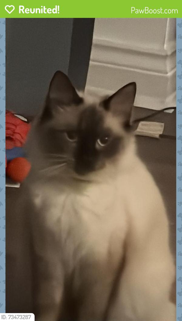 Reunited Female Cat last seen Hytlon skills campus, , England SR5