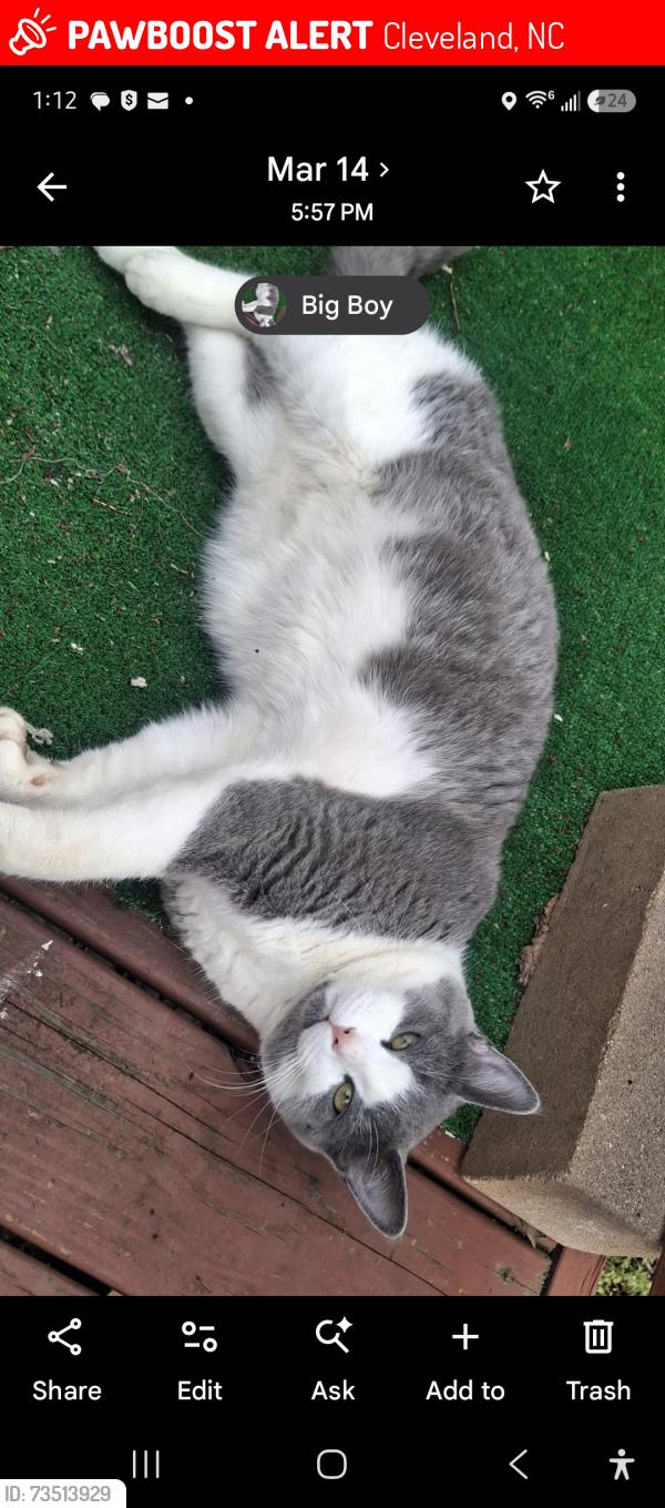 Lost Male Cat last seen Brawley Road in Oswald Amity, Cleveland, NC 27013