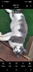 Lost Male Cat last seen Brawley Road in Oswald Amity, Cleveland, NC 27013