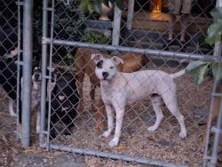 Reunited Female Dog last seen Wells Rd, Whitakers, NC, USA, Whitakers, NC 27891