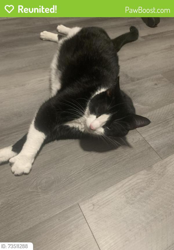 Reunited Male Cat last seen SW 115th street rd by the oak run community, Ocala, FL 34476