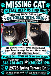 Lost Male Cat last seen Rayford and Aldine Westfield, Spring, TX 77386