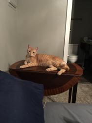 Lost Female Cat last seen Sunchase apts, Round Rock, TX 78664