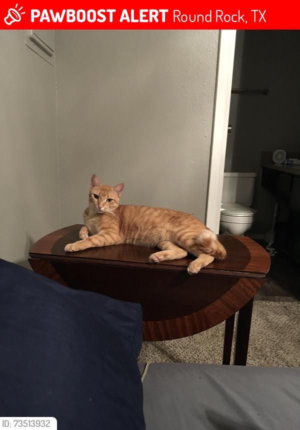 Lost Female Cat last seen Sunchase apts, Round Rock, TX 78664