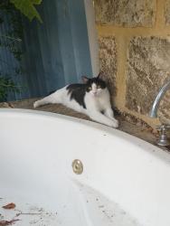 Reunited Male Cat last seen Adrian st and mcgrgeor roads, Palmyra, WA 6157