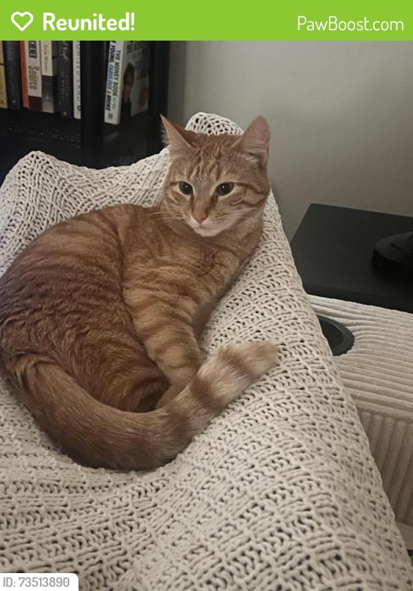 Reunited Male Cat last seen Mifflin/Bouvier/S 17th/S 18th, Philadelphia, PA 19146