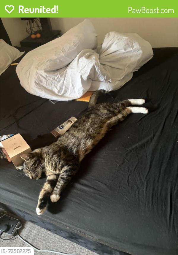 Reunited Male Cat last seen Lodgecauseway, Bristol City, England BS16 3NL