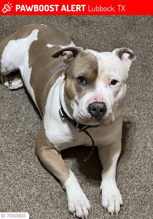 Lost Male Dog last seen Boston, Lubbock, TX 79423