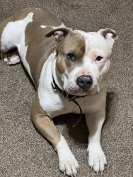 Lost Male Dog last seen Boston, Lubbock, TX 79423