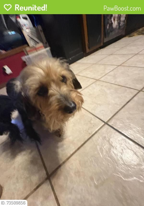 Reunited Female Dog last seen Western and 164th, Edmond, OK 73012