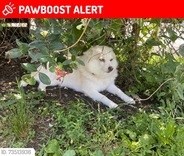 Lost Female Dog last seen Milford Oxford road and shank road, Hanover Township, OH 45013