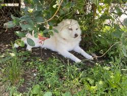 Lost Female Dog last seen Milford Oxford road and shank road, Hanover Township, OH 45013