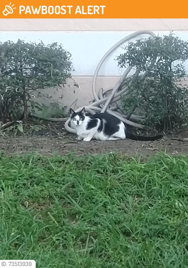 Found/Stray Unknown Cat last seen Summit and Victoria woods, West Palm Beach, FL 33415