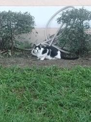 Found/Stray Unknown Cat last seen Summit and Victoria woods, West Palm Beach, FL 33415