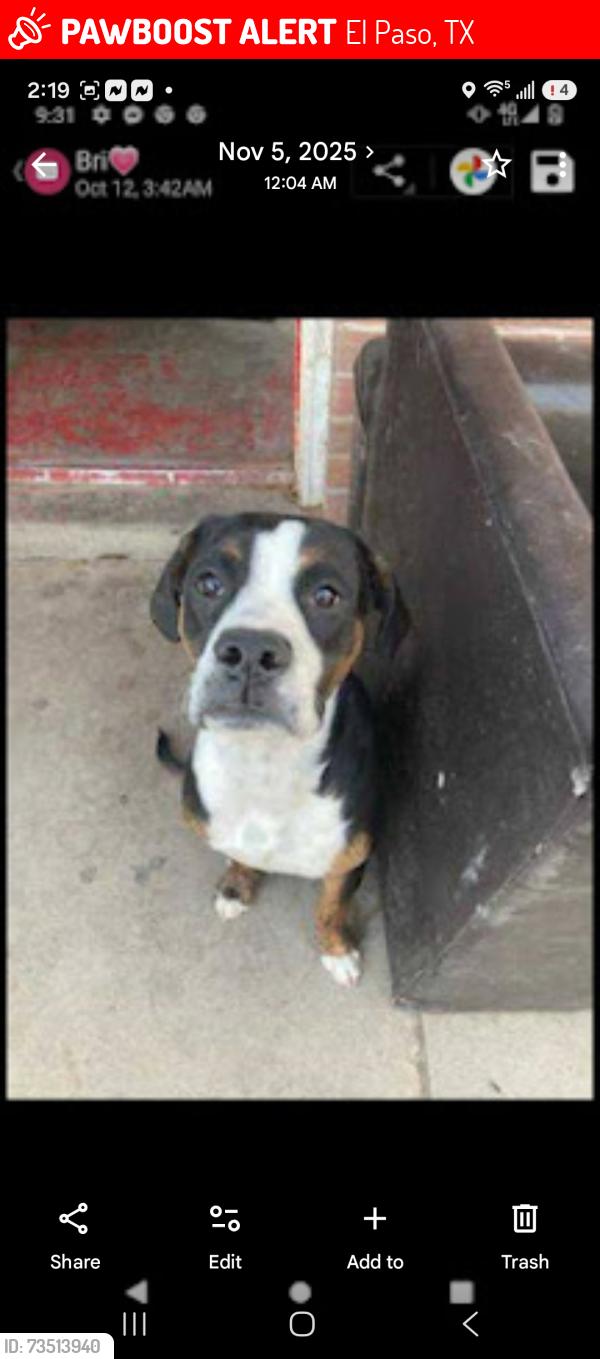 Lost Male Dog last seen San jose road, El Paso, TX 79915