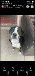 Lost Male Dog last seen San jose road, El Paso, TX 79915