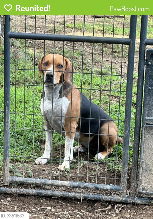Reunited Male Dog last seen Redwood rd, Dandridge, TN 37725