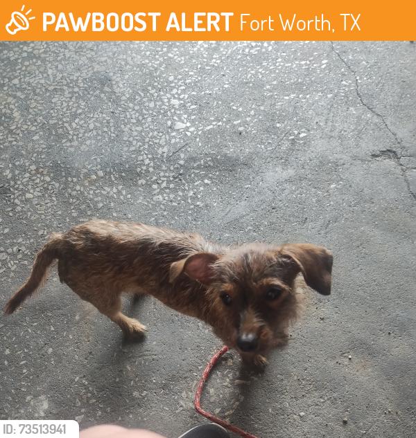 Found/Stray Female Dog last seen Alice Street near Silo, Fort Worth, TX 76110