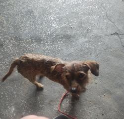 Found/Stray Female Dog last seen Alice Street near Silo, Fort Worth, TX 76110