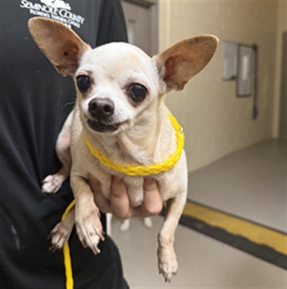 Shelter Stray Female Dog last seen SR 436, ALTAMONTE SPRINGS, 232 Eslinger Way, Sanford, FL 32773, USA