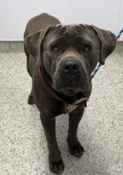 Shelter Stray Male Dog last seen Near BLOCK GRATOIT AVE DETROIT MI 48207, 1431 E Ferry St, Detroit, MI 48211, USA