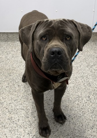 Shelter Stray Male Dog last seen Near BLOCK GRATOIT AVE DETROIT MI 48207, 1431 E Ferry St, Detroit, MI 48211, USA