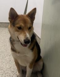 Shelter Stray Male Dog last seen Near BLOCK AUDREY DETROIT MI 48235, 1431 E Ferry St, Detroit, MI 48211, USA