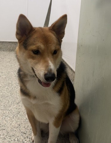 Shelter Stray Male Dog last seen Near BLOCK AUDREY DETROIT MI 48235, 1431 E Ferry St, Detroit, MI 48211, USA