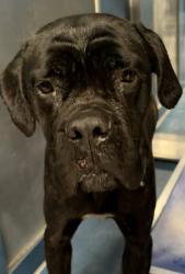 Shelter Stray Male Dog last seen Near BLOCK CONCORD DETROIT MI 48211, 1431 E Ferry St, Detroit, MI 48211, USA