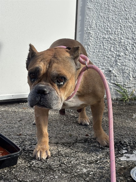 Shelter Stray Female Dog last seen Near BLOCK NW 128TH ST, 3599 NW 79th Ave, Doral, FL 33122, USA