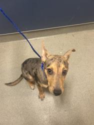 Shelter Stray Female Dog last seen Near BLOCK NW 45TH AVE, 3599 NW 79th Ave, Doral, FL 33122, USA