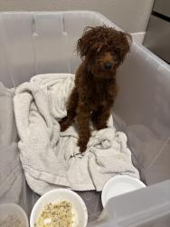 Found/Stray Male Dog last seen Linkhorn bay apmts, Virginia Beach, VA 23451