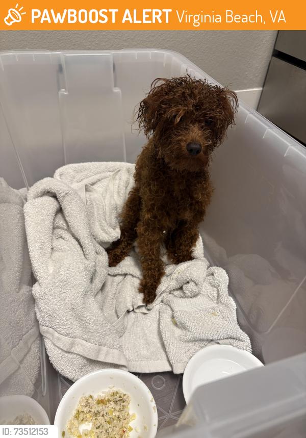 Found/Stray Male Dog last seen Linkhorn bay apmts, Virginia Beach, VA 23451
