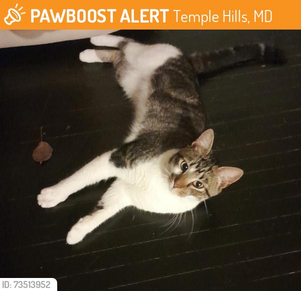 Found/Stray Unknown Cat last seen Akron Street, Temple Hills, MD 20748