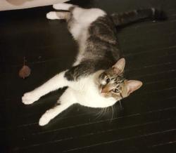 Found/Stray Unknown Cat last seen Akron Street, Temple Hills, MD 20748