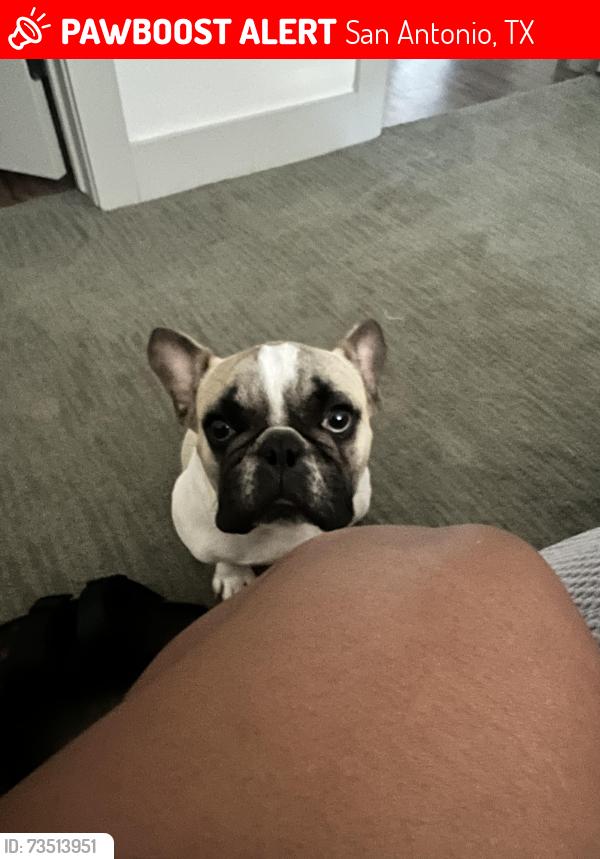 Lost Male Dog last seen Parsey point, San Antonio, TX 78073