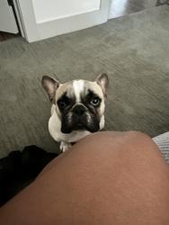 Lost Male Dog last seen Parsey point, San Antonio, TX 78073