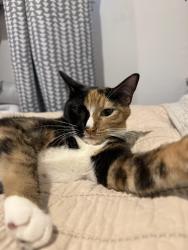 Lost Female Cat last seen Fairview, Fairview, NJ 07022