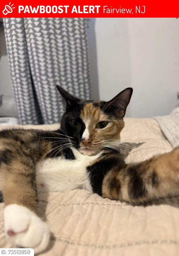 Lost Female Cat last seen Fairview, Fairview, NJ 07022