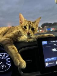 Found/Stray Unknown Cat last seen In the Broadwood apmt parking lot, Whitehall, OH 43213