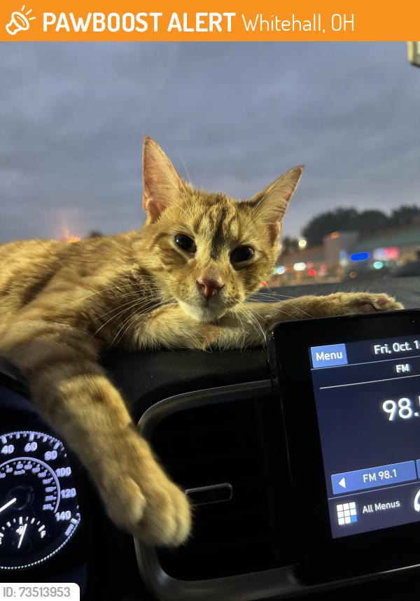 Found/Stray Unknown Cat last seen In the Broadwood apmt parking lot, Whitehall, OH 43213