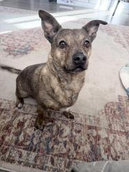 Lost Male Dog last seen Coralbel and 97th pl, Mesa, AZ 85208