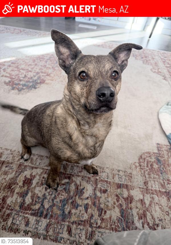 Lost Male Dog last seen Coralbel and 97th pl, Mesa, AZ 85208